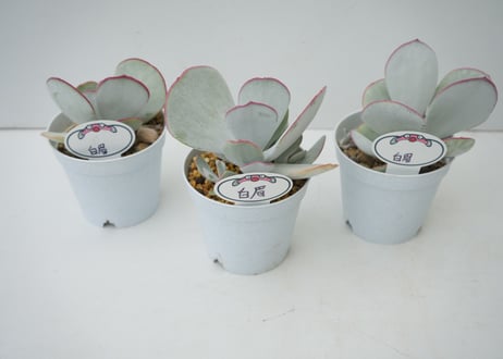 【希少多肉植物】白眉（はくび）3.5号｜白粉をまとった美しい葉姿｜上品なロゼットが魅力｜ﾀﾆｸｾｯﾄ 多肉植物 白眉 3.5号
