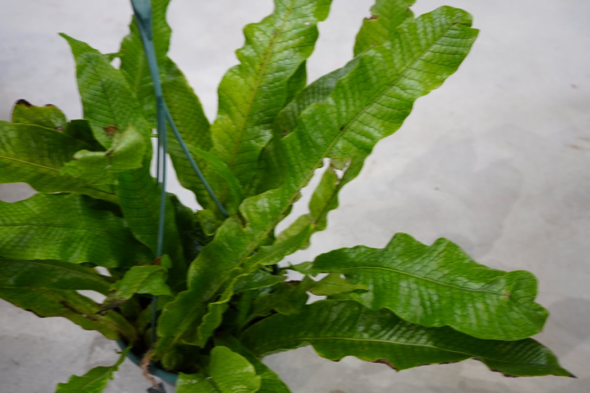 クロコダイルファーン シダ 7号 ウェーブの葉 大株 インテリアの主役に