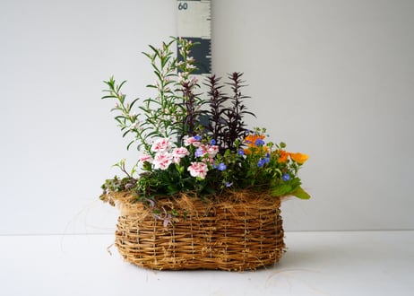 【 おまかせ 】季節の花苗籠よせ 5000円 贈り物 誕生日 ギフト 開店祝い