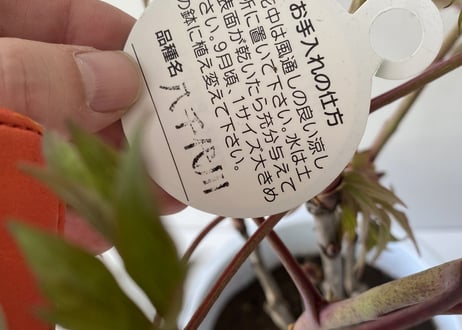牡丹 八千代川 8号 ピンクのお花 花の王様 艶やかな花姿 万重咲き