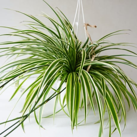 斑入りオリヅルラン　10株セット オリヅルラン 大株 抜き苗（ソトフオリヅルラン・外斑折鶴蘭） - メルカリ