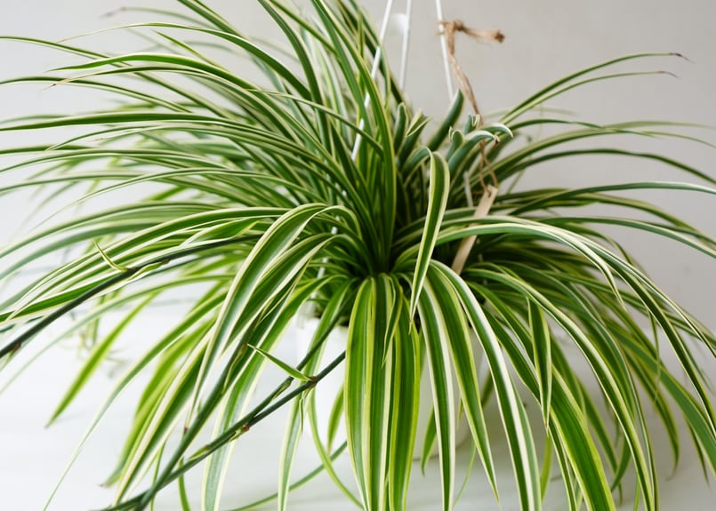 オリヅルラン ハンギング 5号 吊り鉢 外斑 観葉植物 和洋インテリア
