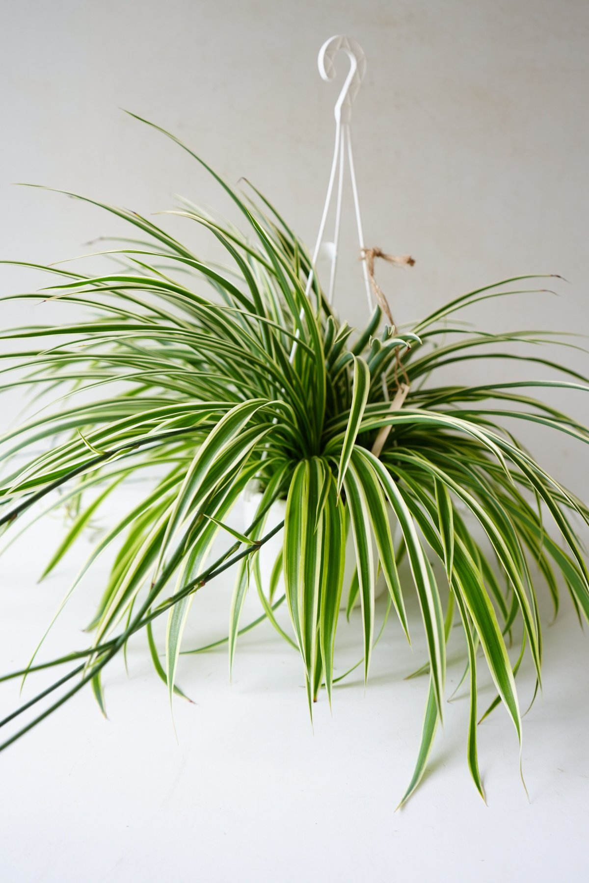 オリヅルラン ハンギング 5号 吊り鉢 外斑 観葉植物 和洋インテリア