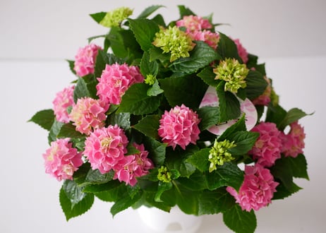 紫陽花　茜雲　テマリ咲き