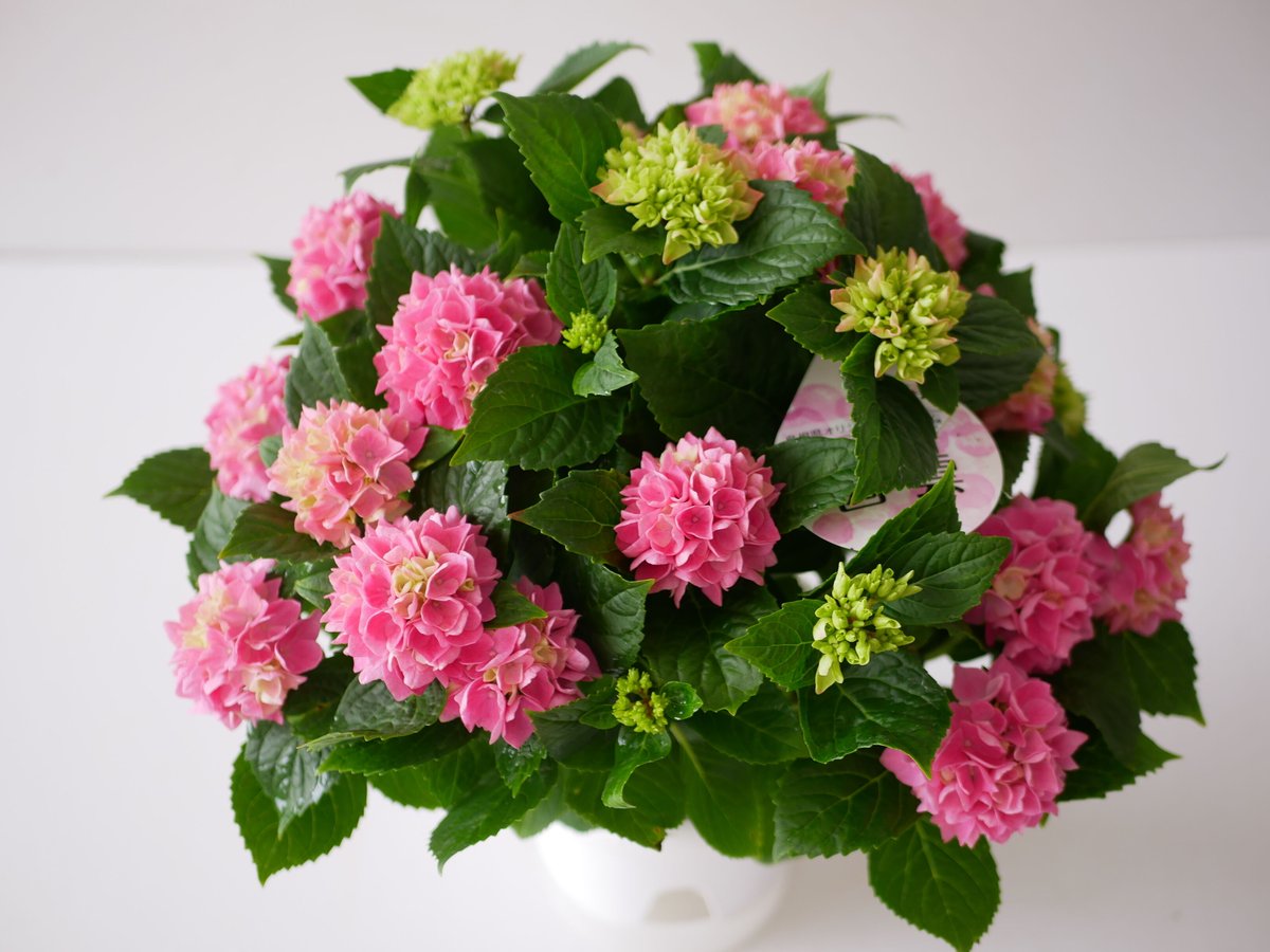 美空 限定MD 紫陽花の咲く道 美空 限定MD 紫陽花の咲く道