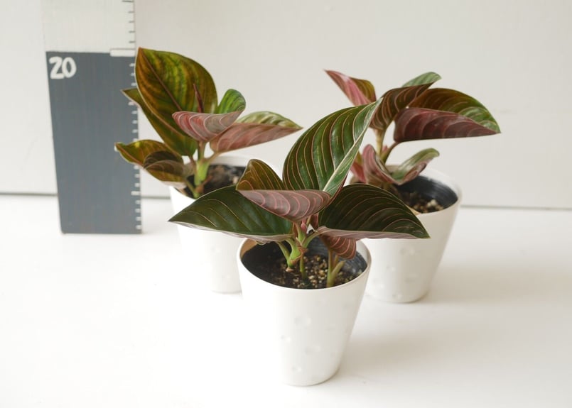 アグラオネマ ロツンダム | インテリアグリーンとギフトプランツ