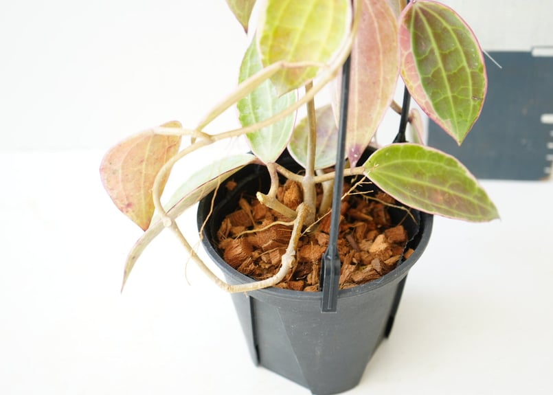 ホヤ マクロフィラ Hoya macrophyllla Albo 吊り鉢 着生植物 レア植