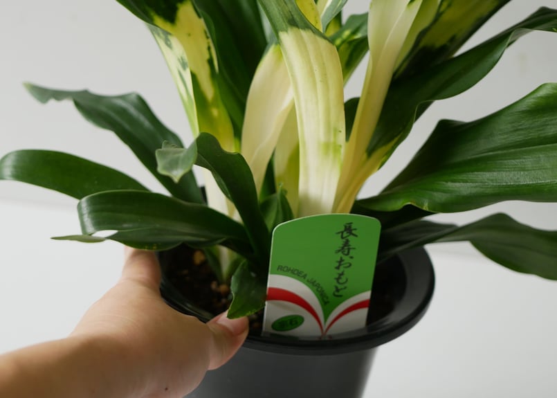 完売　　縁起植物＊希少苗＊大株【斑入りオモト＊万年青】つぼみあり＊新芽どっさり オモト 万年青 5号 斑入り 現品4 観葉植物 室内用 引っ越し