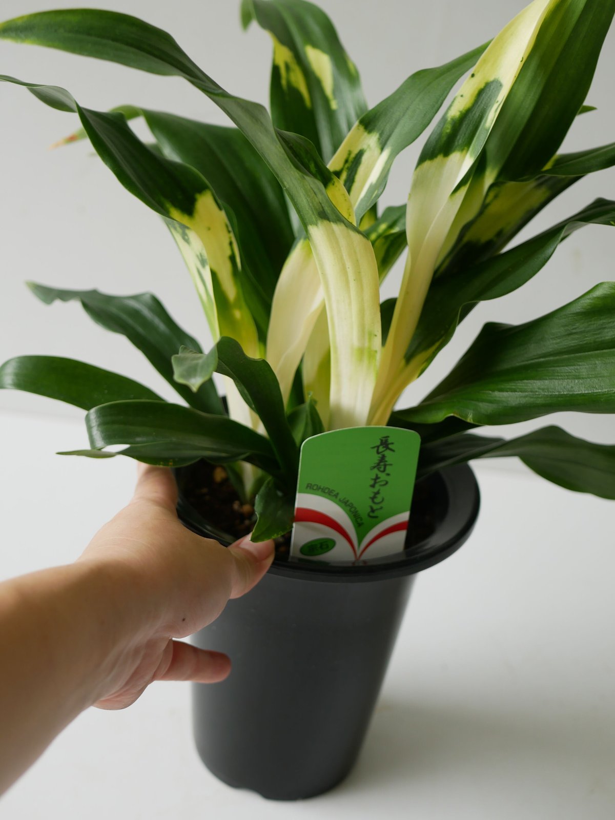 オモト 縁起物 万年青 5.5寸 縁起物 引っ越し 開業祝い 長寿 斑入り