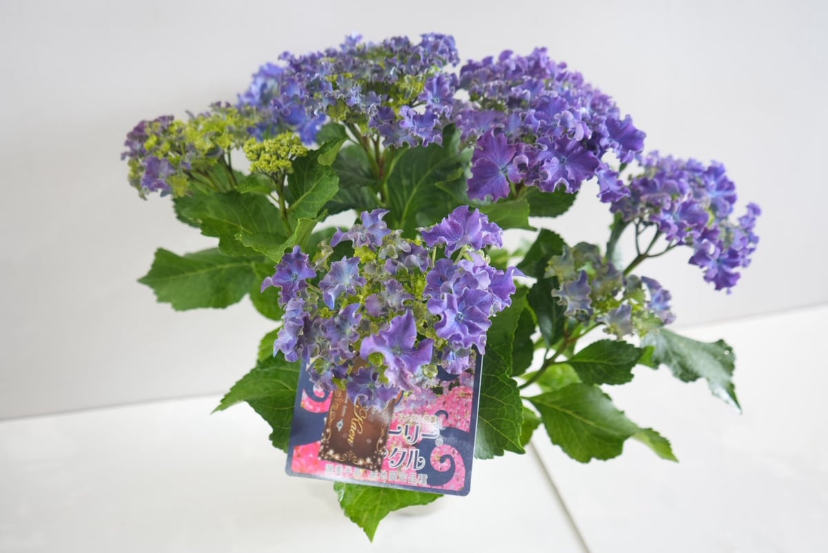 花なし訳あり・限定4セット】紫陽花4種鉢セット｜地植え｜剪定済み