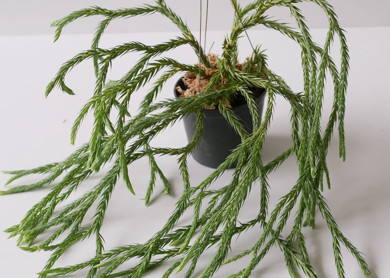 フペルジア HUPERZIA HYBRID シダ植物 | インテリアグリーンとギフト