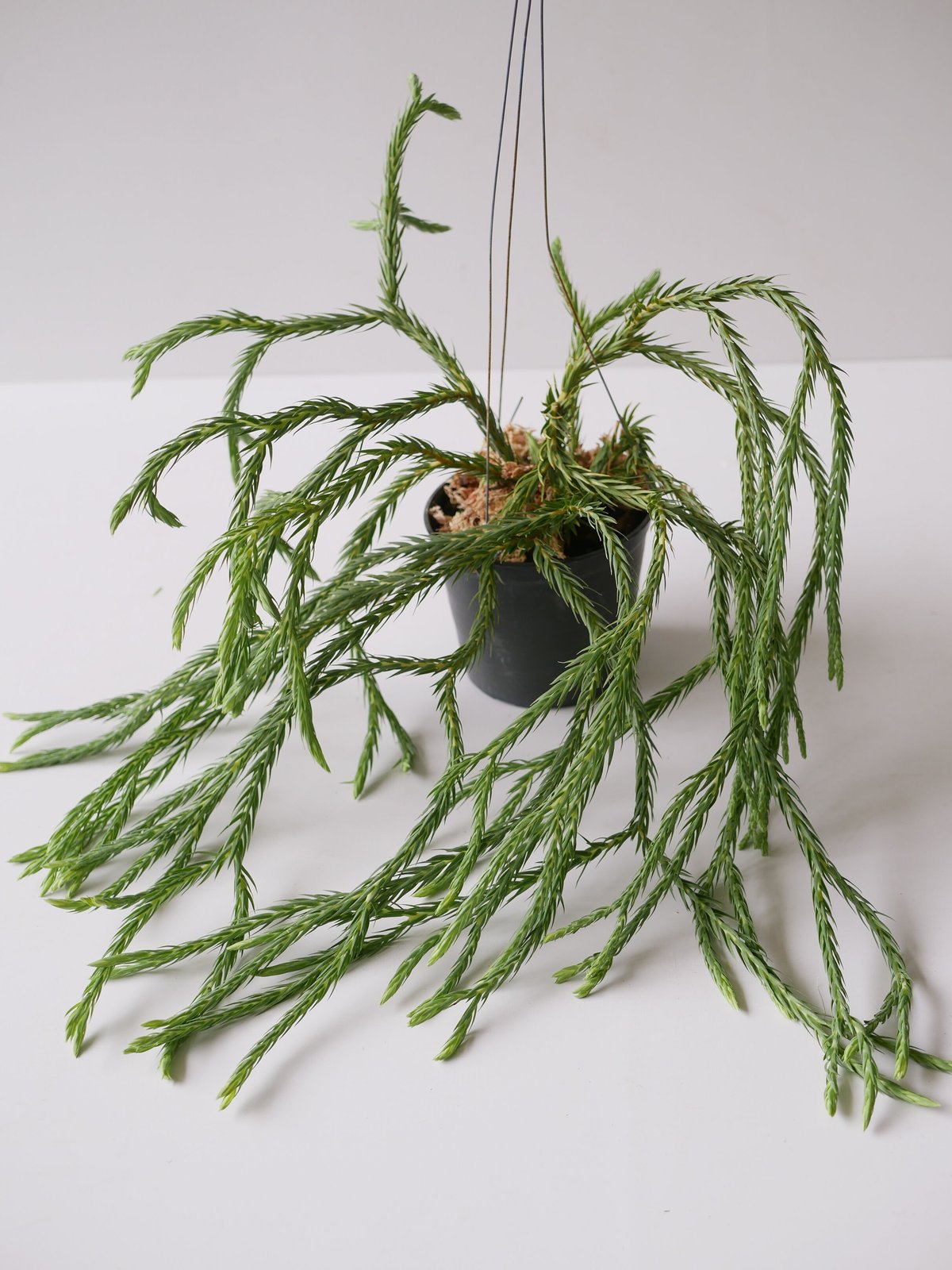 フペルジア HUPERZIA HYBRID シダ植物 | インテリアグリーンとギフト