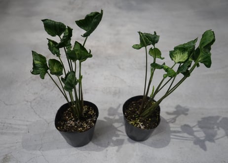 シンゴニウム ゴジラ 3.5号 葉脈 育てやすい　観葉植物