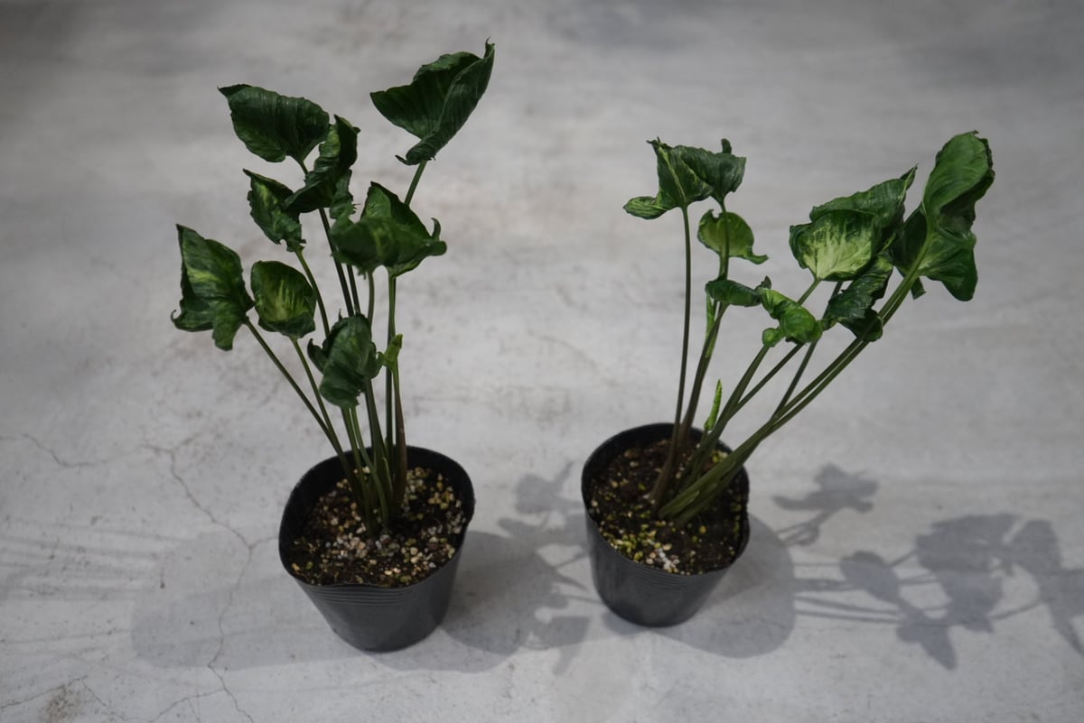 シンゴニウム　ゴジラ他ご注文分 ゴジラ シンゴニウム 観葉植物 4号 | VIVAGREEN 観葉植物と雑貨