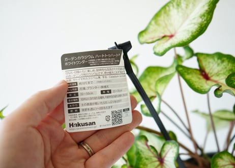 カラジューム 錦芋 4号 葉模様が美しく楽しめる 球根植物 ガーデニング