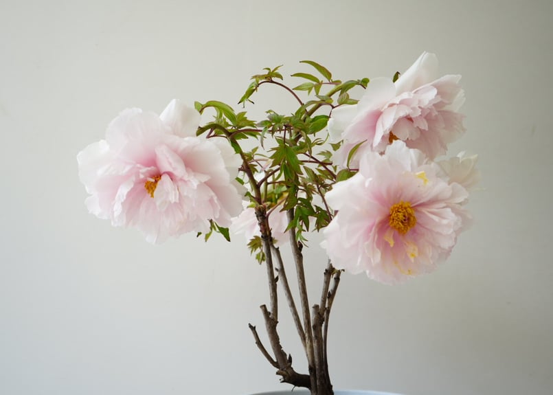 牡丹 八千代川 8号 ピンクのお花 花の王様 艶やかな花姿 万重咲き