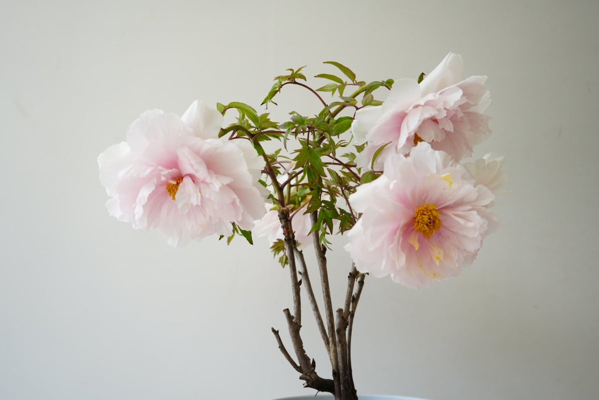 牡丹 八千代川 8号 ピンクのお花 花の王様 艶やかな花姿 万重咲き