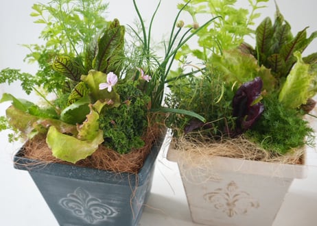 キッチンハーブ＆ミックスリーフの寄せ植え（ラッピング別）｜豪華8種類｜食べられる観葉植物・ハーブ苗・レタスセット｜お祝い・贈り物　【母の日 2026 ・ギフト】摘みたてを食卓へ