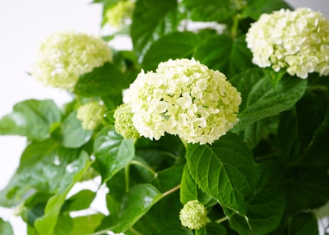 紫陽花 アナベル 5号 底面給水 母の日 贈り物 ギフト 人気のライムグリーンとホワイトのお花