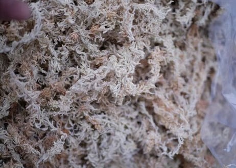 水苔　Spag moss AAAAランク　240L