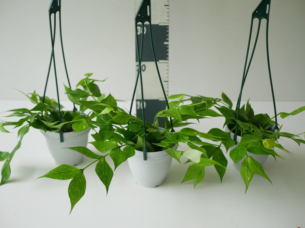 ホヤ フィッシュテール 4号 吊り鉢 ポリネウラ 育てやすい 観葉植物