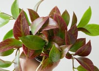 アンスリウム ルクスリアンス 'ダーク' Anthurium dark luxrians
