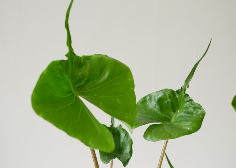 アロカシア スティングレイ Alocasia Stingray | インテリアグリーンと