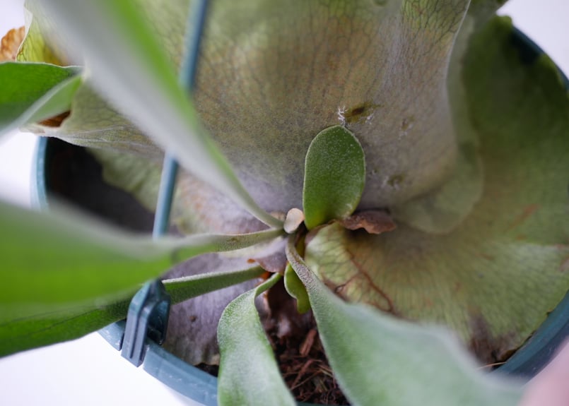a細葉　特大　観葉植物　ビカクシダ　コウモリラン　ハンギング コウモリラン #ビカクシダ ⁡ 鉢から、ハンギングバスケットに