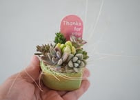 多肉植物 寄せ植え｜ハートタルト（抹茶）｜スイーツ鉢の可愛い多肉アレンジ｜インテリアグリーン｜母の日 2026｜ハートタルト(抹茶)寄せ植え 多肉植物