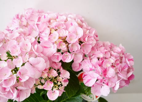紫陽花 舞姫 5号 グリーン 丸葉の花びら 母の日 贈り物 秋色紫陽花