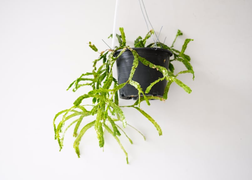 フペルジア HUPERZIA NUMMULARIFOLIA 4号吊り鉢 シダ植物 フペルジア HUPERZIA NUMMULARIFOLIA 4号吊り鉢 シダ植物
