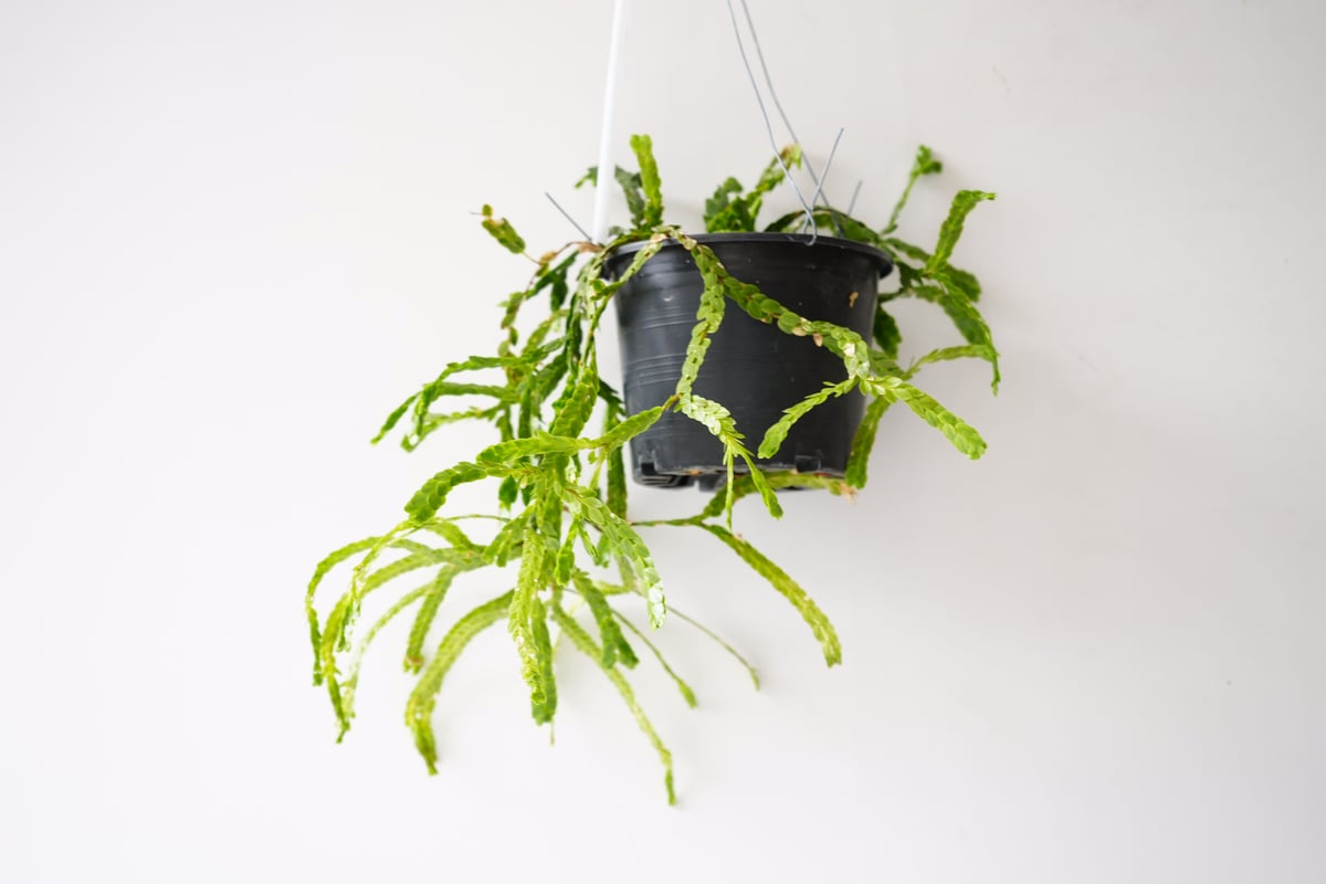 フペルジア HUPERZIA NUMMULARIFOLIA 4号吊り鉢 シダ植物