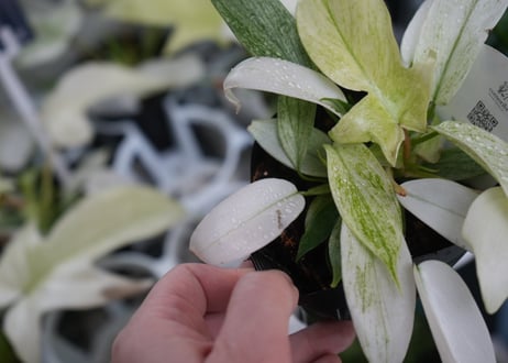 フィロデンドロン フロリダゴースト 3.5号 観葉植物 whiteカラーが可愛い コンパクト