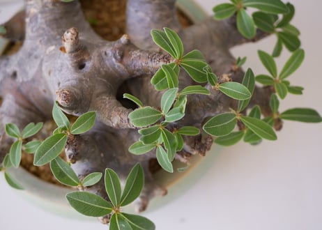 パキポディウム・ブレビカウレ 　Pachypodium brevicaule 恵比寿笑い