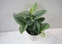 【人気の観葉植物】ポトス　スキンダプサス・トレビー｜シルバーリーフが美しい　ポトス系植物 4号