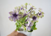ペチュニア アマゾナス プラムコカトゥー 3.5号｜シックな花色の大人ペチュニア｜寄せ植え・ガーデニングにおすすめ｜ｱﾏｿﾞﾅｽ ﾌﾟﾗﾑｺｶﾄｩｰ ペチュニア 3.5号