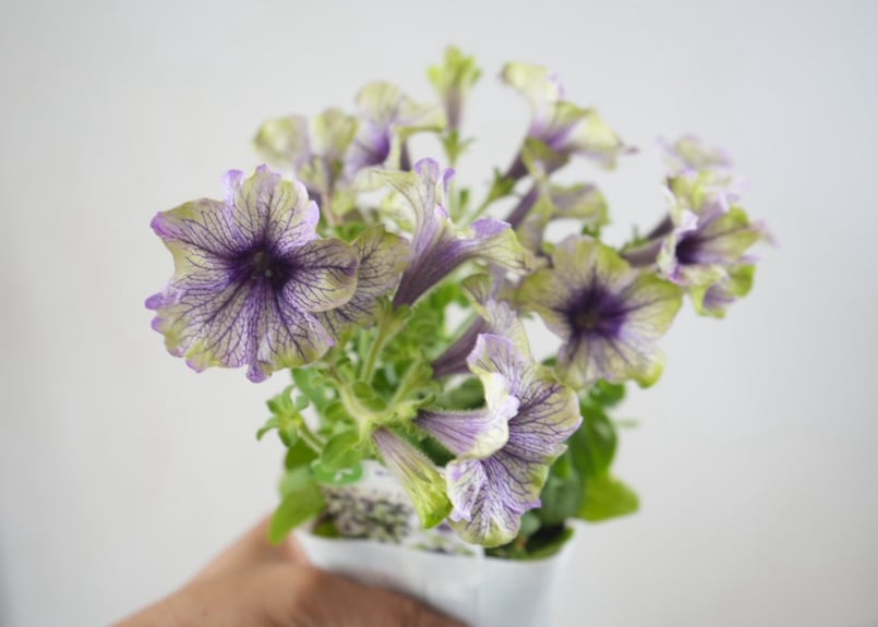 ペチュニア アマゾナス プラムコカトゥー 3.5号｜シックな花色の大人