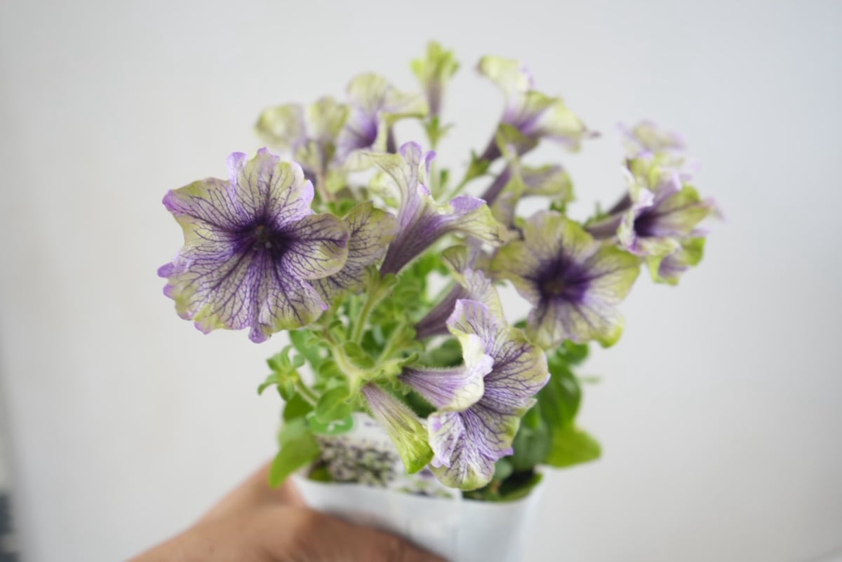 ペチュニア アマゾナス プラムコカトゥー 3.5号｜シックな花色の大人