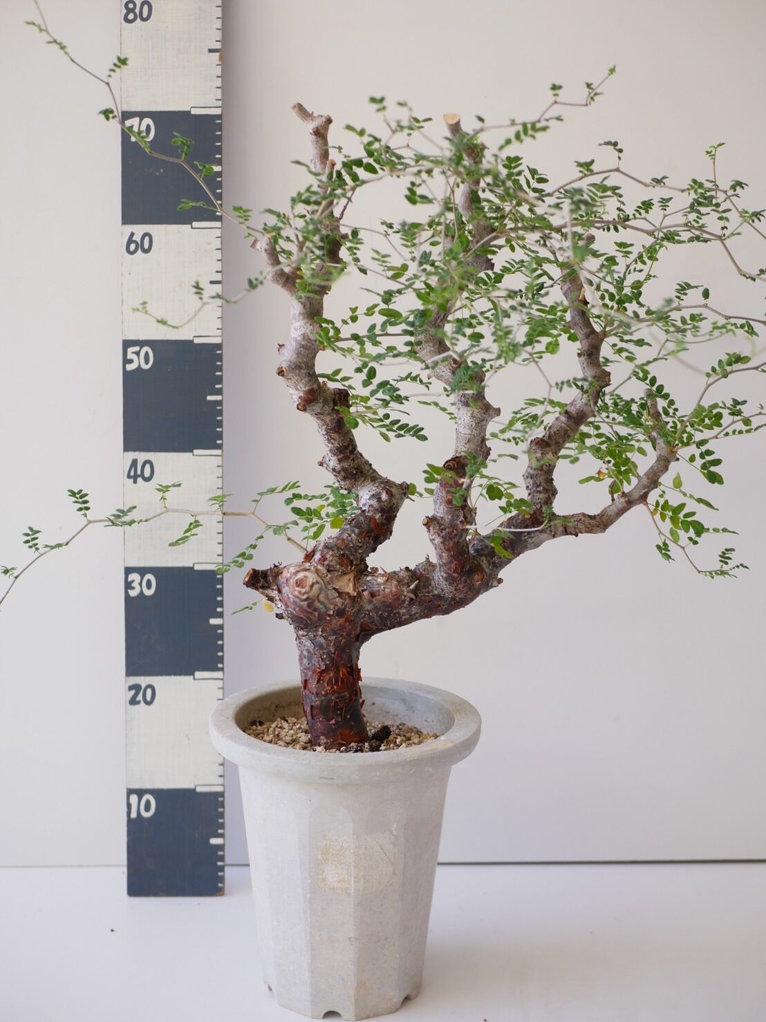 コミフォラ モンストローサ Commiphora monstrosa 発根済み