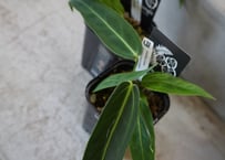 スキスマトグロッティス スコルテクニー 観葉植物 | インテリア