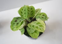 マランタ ライトベインズ 4号｜美しい葉模様のカラテア系観葉植物｜室内インテリア・初心者にもおすすめ