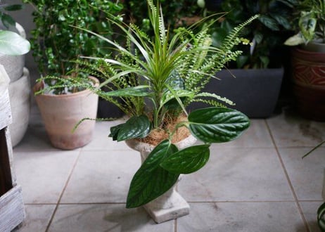 【おまかせコース 11000円】　 観葉植物　鉢植え　プランツギャザリング　ギフト