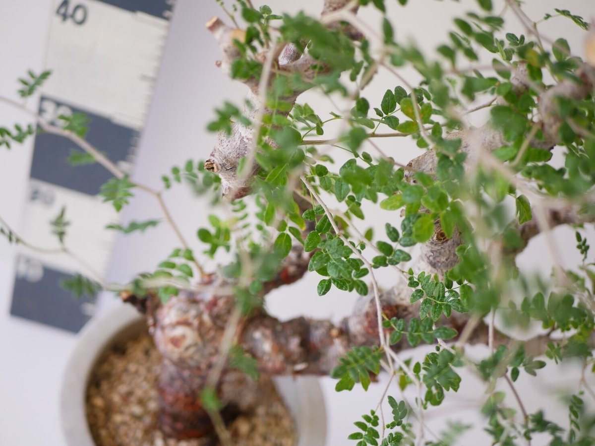 コミフォラ モンストローサ 現地球　検）グラキリス　パキプス コミフォラ モンストローサ 現地球 個性的な樹形 検）グラキリス