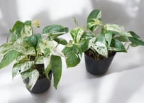 エピプレムナム ピナツム マーブル 4号｜美しい斑入り葉が魅力の希少観葉植物｜インテリアグリーン｜ｴﾋﾟﾌﾟﾚﾑﾅﾑ ﾋﾟﾅﾂﾑﾏ 他観葉 4号