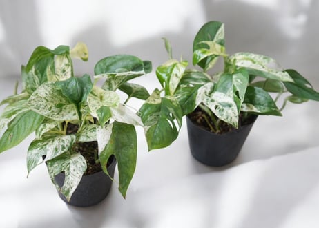 エピプレムナム ピナツム マーブル 4号｜美しい斑入り葉が魅力の希少観葉植物｜インテリアグリーン｜ｴﾋﾟﾌﾟﾚﾑﾅﾑ ﾋﾟﾅﾂﾑﾏ 他観葉 4号