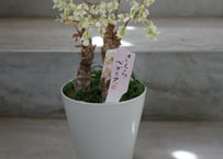 斑入り モンステラ マドカズラ フルムーン 綺麗な斑入り | インテリア