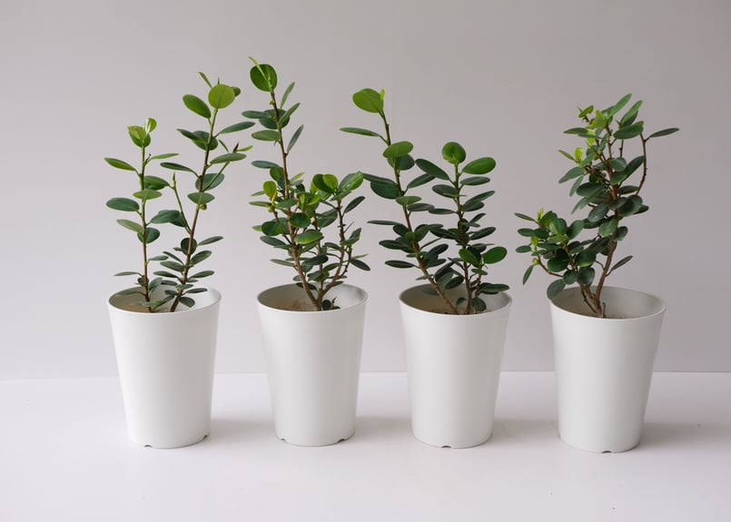 ガジュマル：センカクガジュマル 6号鉢植え**[観葉植物 インテリア