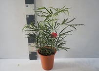 フペルジア HUPERZIA NUMMULARIFOLIA 4号吊り鉢 シダ植物 ヌンムラリフ