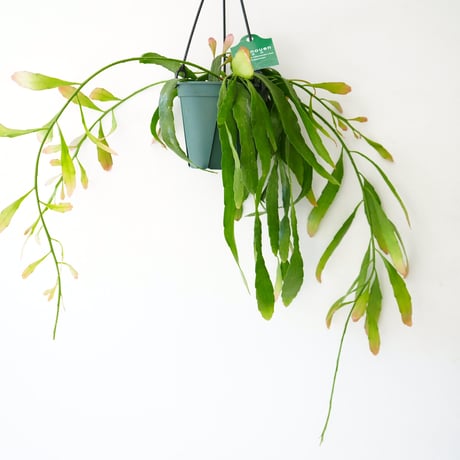 プセウドリプサリス ラムローサ  レッドコーラム 4.5号 吊り鉢 ハンギングプランツ 森林サボテン 着生植物 多肉植物 育てやすい
