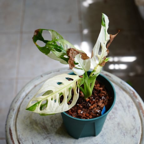 マドカズラ | STORES